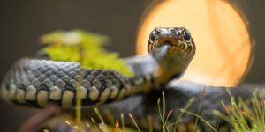 Mơ Thấy Rắn Shbet – Giải Mã Giấc Mơ Và Ý Nghĩa Liên Quan